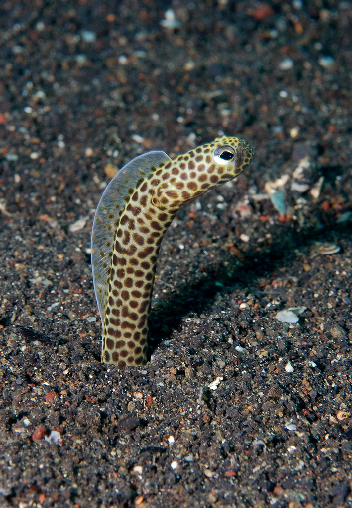 Heteroconger taylori (Anguilla giardiniera di Taylor)